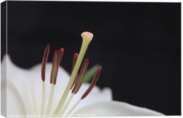 White Lily in macro Canvas Print by Andy Buckingham
