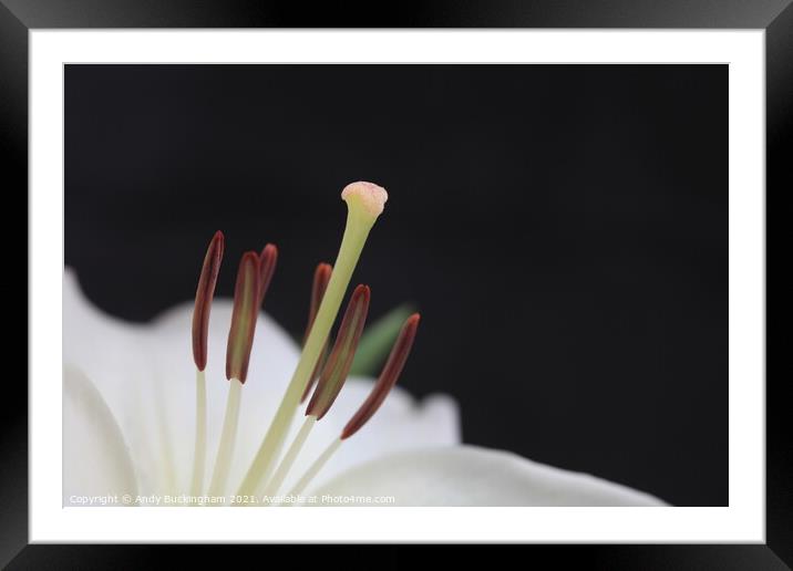White Lily in macro Framed Mounted Print by Andy Buckingham