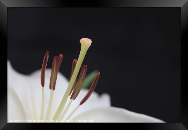 White Lily in macro Framed Print by Andy Buckingham