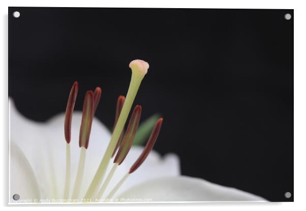 White Lily in macro Acrylic by Andy Buckingham