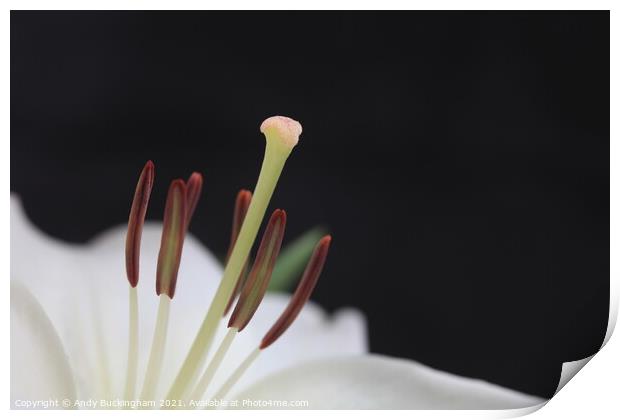 White Lily in macro Print by Andy Buckingham