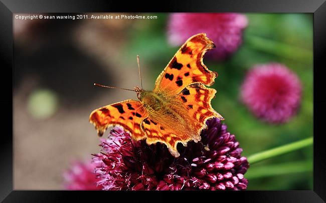 Comma Butterfly Framed Print by Sean Wareing