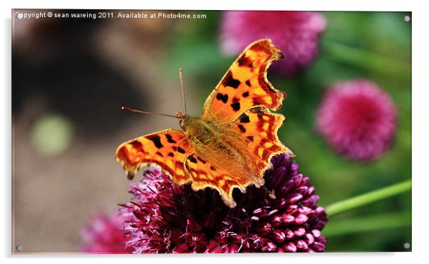 Comma Butterfly Acrylic by Sean Wareing