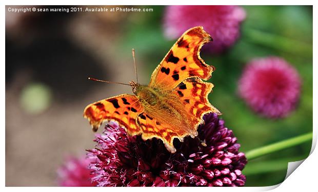 Comma Butterfly Print by Sean Wareing