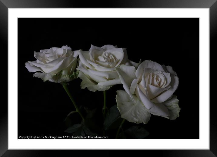 White Roses Framed Mounted Print by Andy Buckingham