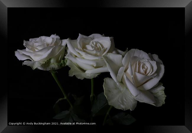 White Roses Framed Print by Andy Buckingham
