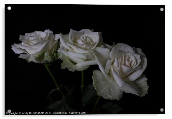 White Roses Acrylic by Andy Buckingham