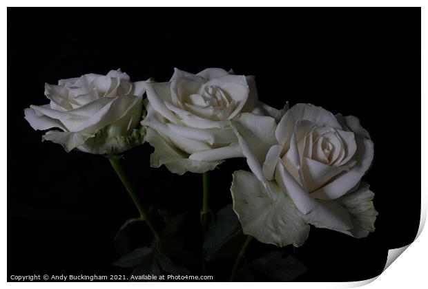 White Roses Print by Andy Buckingham
