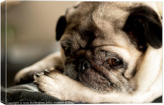 A close up of a female Pug Canvas Print by Andy Buckingham