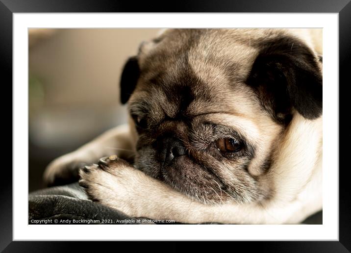 A close up of a female Pug Framed Mounted Print by Andy Buckingham