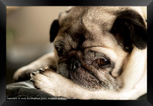 A close up of a female Pug Framed Print by Andy Buckingham