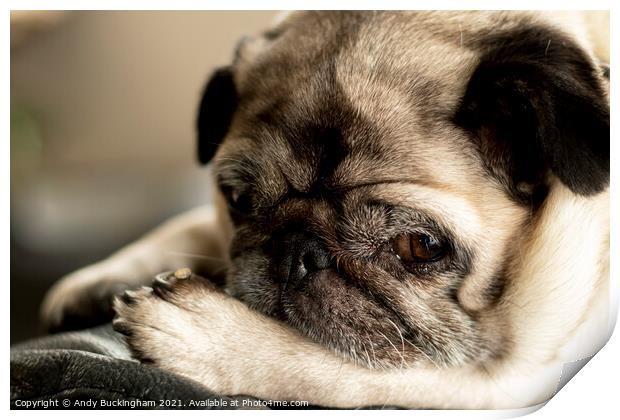 A close up of a female Pug Print by Andy Buckingham