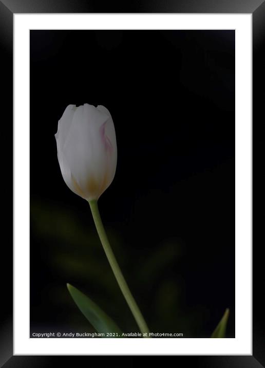 Single Tulip Framed Mounted Print by Andy Buckingham