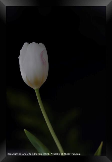 Single Tulip Framed Print by Andy Buckingham