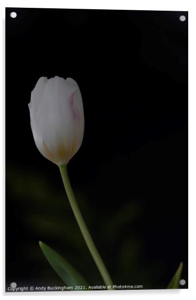 Single Tulip Acrylic by Andy Buckingham