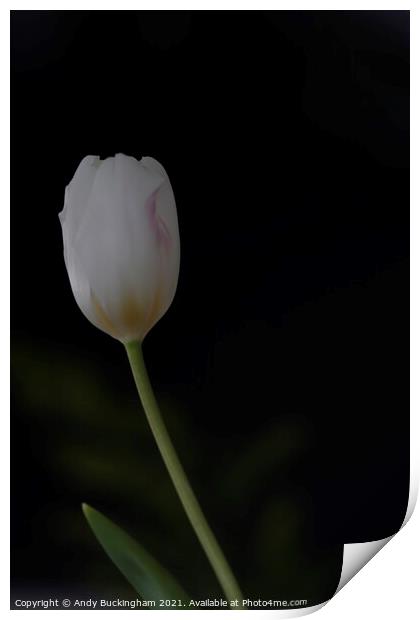 Single Tulip Print by Andy Buckingham