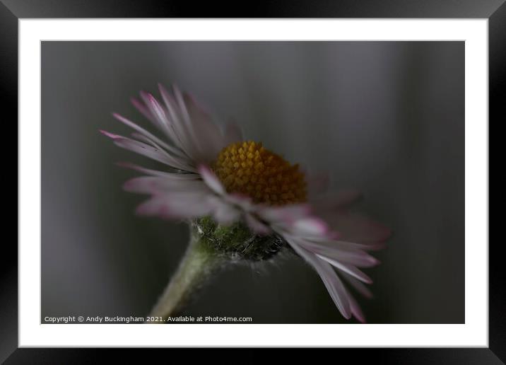 Daisy  Framed Mounted Print by Andy Buckingham