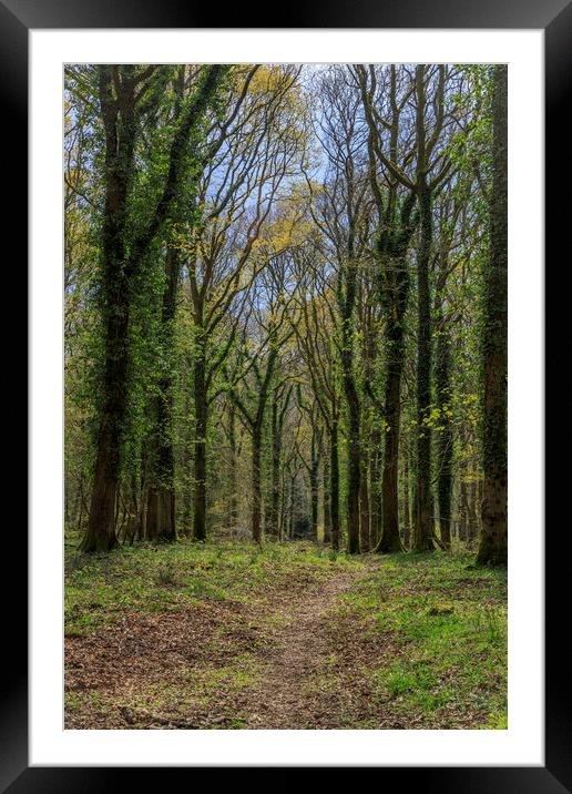 Oak Woodland Footpath Framed Mounted Print by David Tinsley