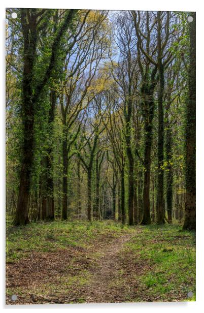 Oak Woodland Footpath Acrylic by David Tinsley