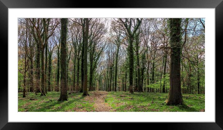 Oak Woodland Panorma Framed Mounted Print by David Tinsley