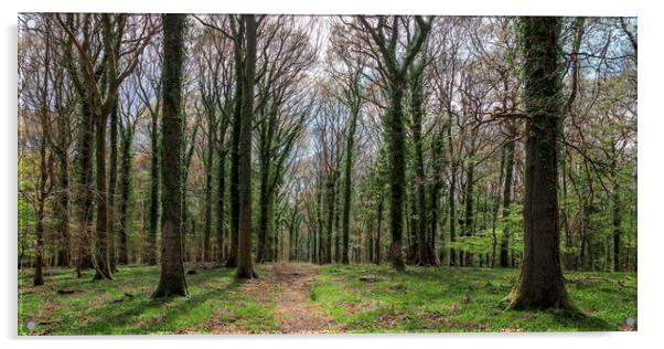 Oak Woodland Panorma Acrylic by David Tinsley
