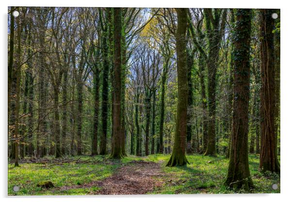 Oak Woodland Footpath  Acrylic by David Tinsley
