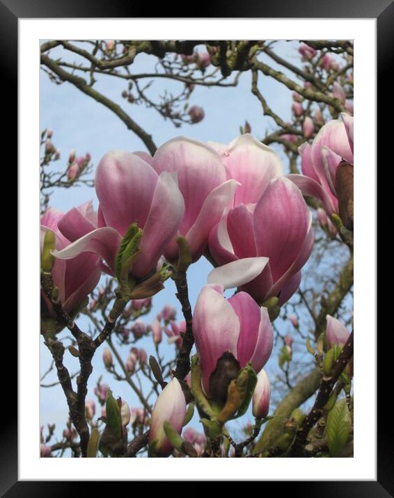 Pink Magnolia Framed Mounted Print by Christine Birch