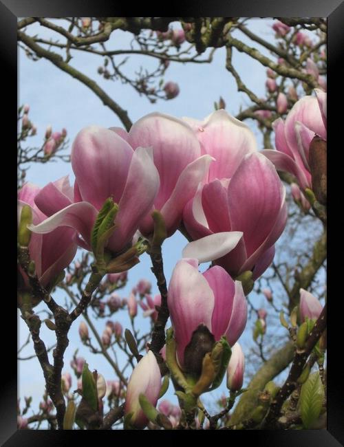 Pink Magnolia Framed Print by Christine Birch