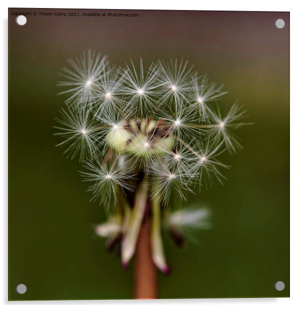 Dandelion Clock 01 Acrylic by Trevor Camp