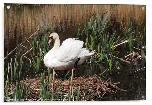 Mute Swan and Nest Acrylic by Stephen Hamer