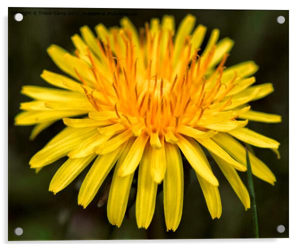 Dandelion Flower Acrylic by Trevor Camp