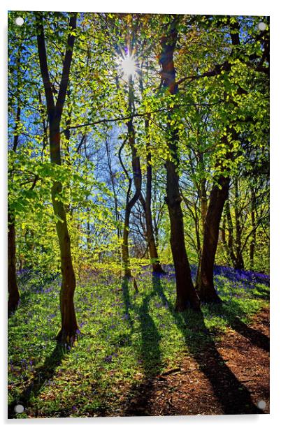 Woolley Wood Spring Shadows Acrylic by Darren Galpin