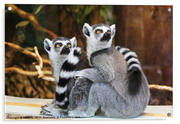 Ring-Tailed Lemurs Acrylic by Anthony Michael 