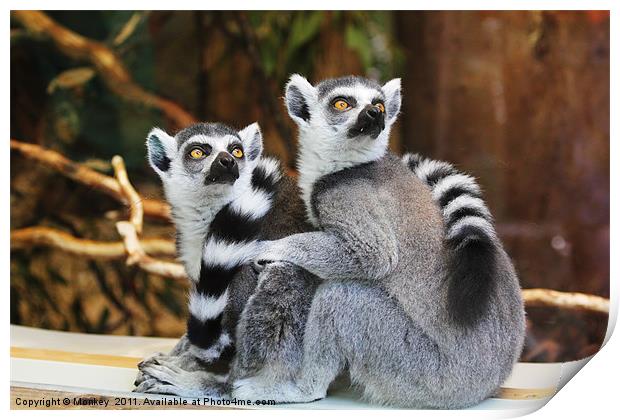 Ring-Tailed Lemurs Print by Anthony Michael 