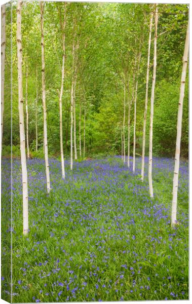 Birch trees and Bluebells Canvas Print by Rory Trappe