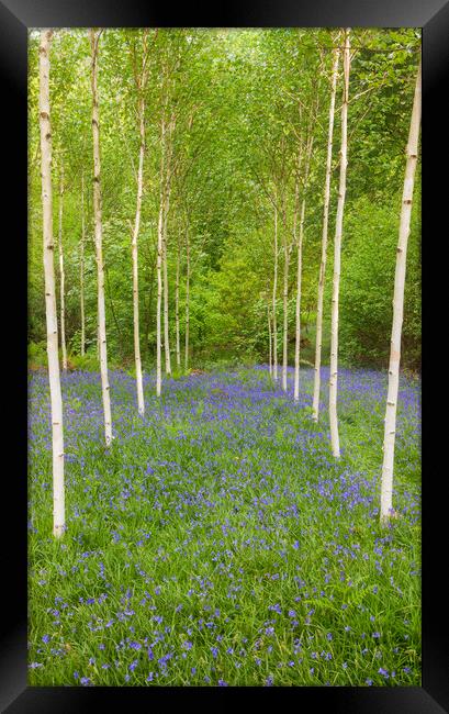 Birch trees and Bluebells Framed Print by Rory Trappe