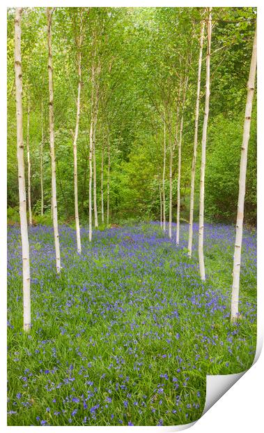 Birch trees and Bluebells Print by Rory Trappe