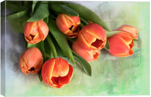 Tulips Canvas Print by Lynn Bolt