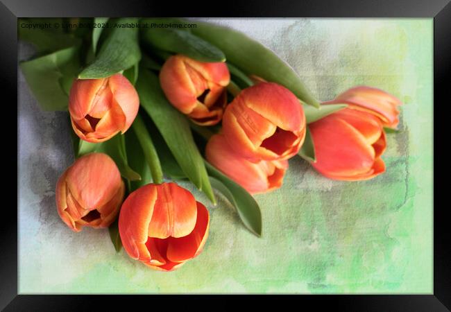 Tulips Framed Print by Lynn Bolt