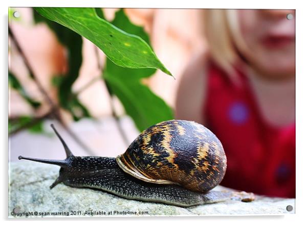 My pet Snail Acrylic by Sean Wareing