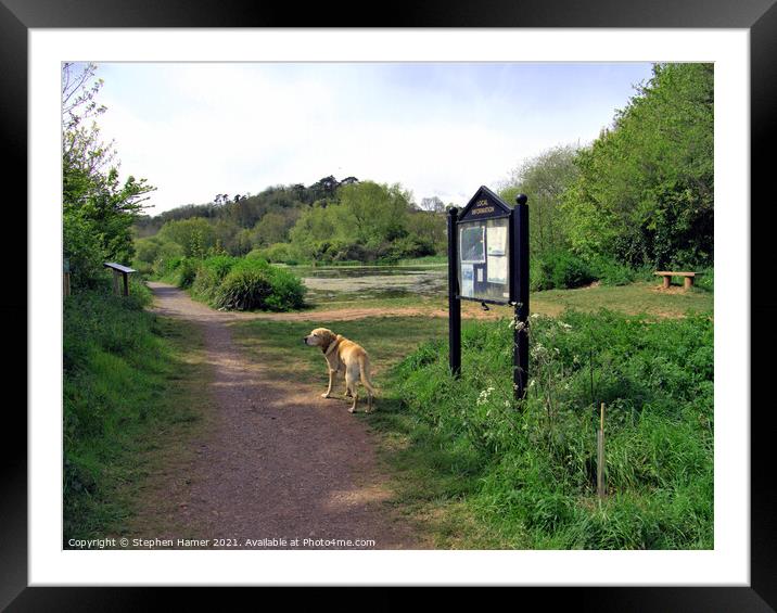 Dog Walk around Ponds Framed Mounted Print by Stephen Hamer