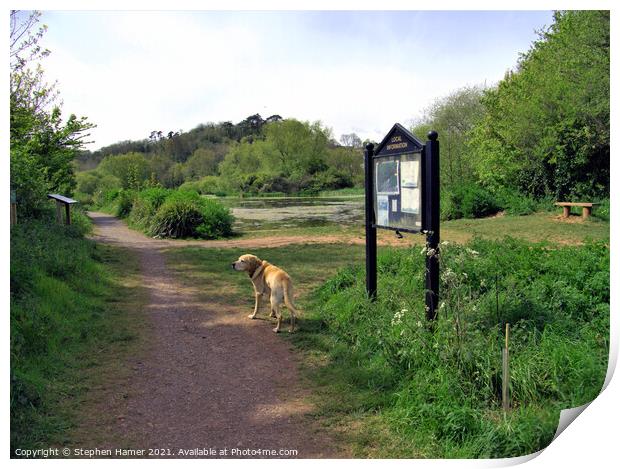 Dog Walk around Ponds Print by Stephen Hamer