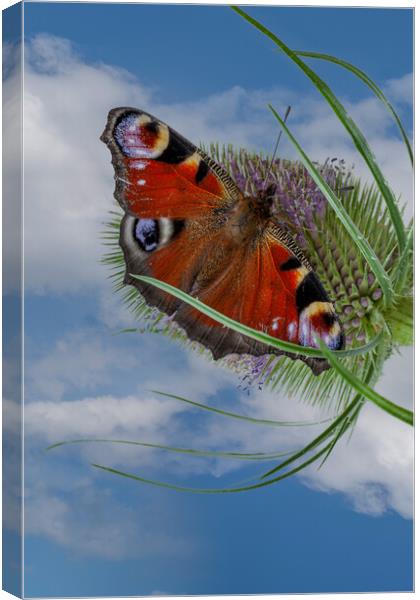 peacock butterfly Canvas Print by Kevin Snelling