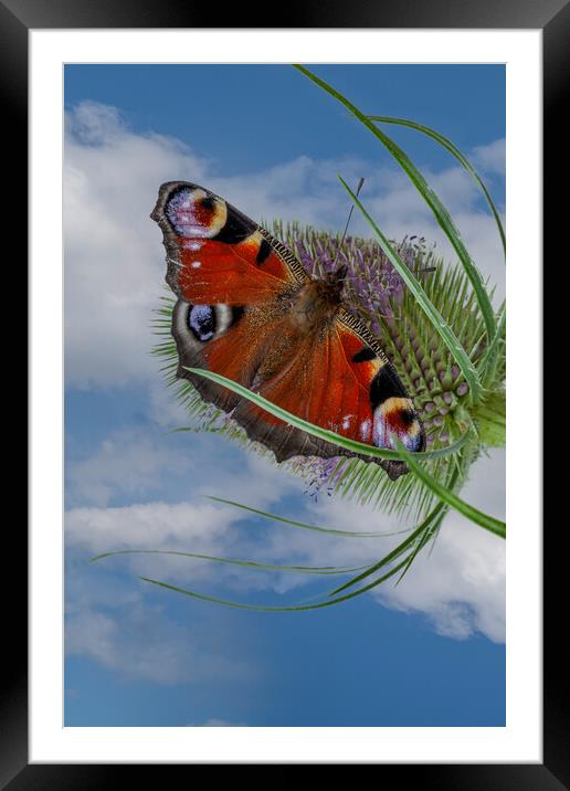 peacock butterfly Framed Mounted Print by Kevin Snelling