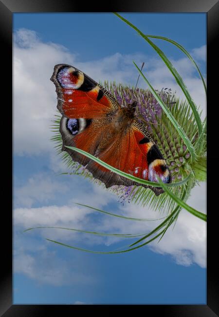peacock butterfly Framed Print by Kevin Snelling