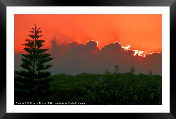 Stately Sunrise Pine Tree Framed Mounted Print by Deanne Flouton