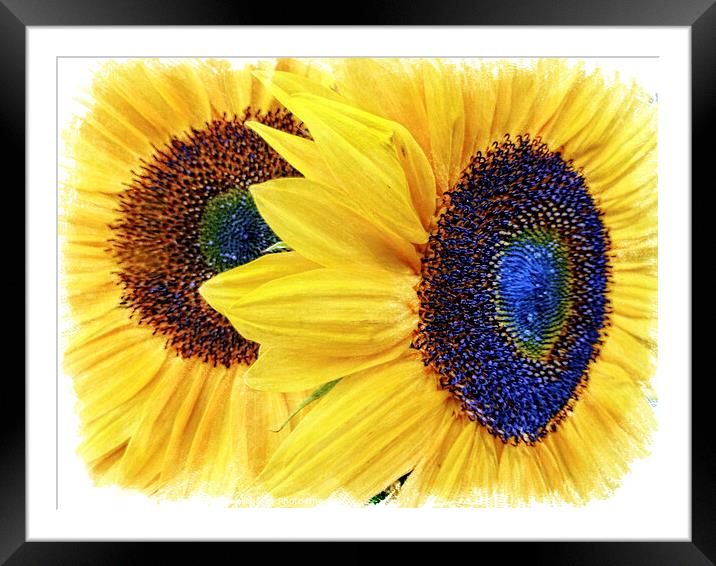 Vibrant Sunflower Duo Framed Mounted Print by Deanne Flouton