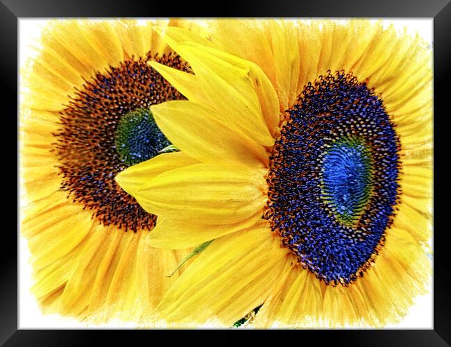 Vibrant Sunflower Duo Framed Print by Deanne Flouton