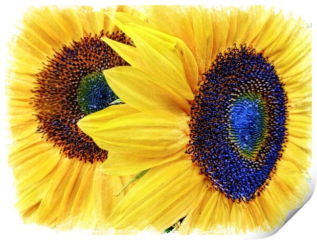 Vibrant Sunflower Duo Print by Deanne Flouton
