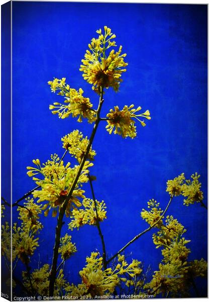 Golden Blossoms in the Cobalt Sky Canvas Print by Deanne Flouton